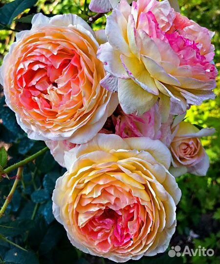 Роза Розоман Жанон