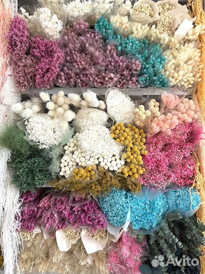 Сухоцветы Эвкалипт стабилизированный