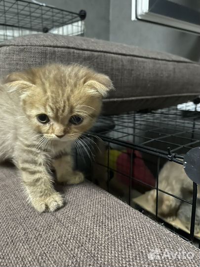 Шотладские котята