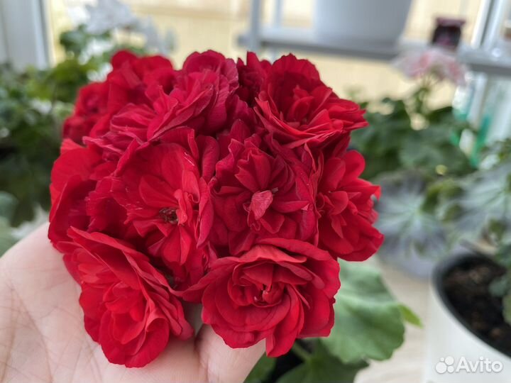 Ив Майя Плисецкая Пеларгония