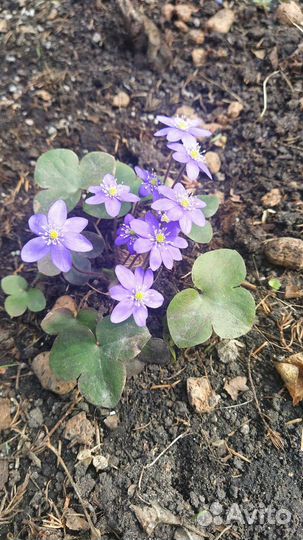 Печеночница голубая