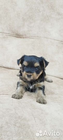 Йоркширский терьер щенки