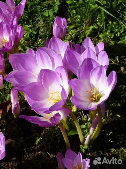 Луковицы безвременника