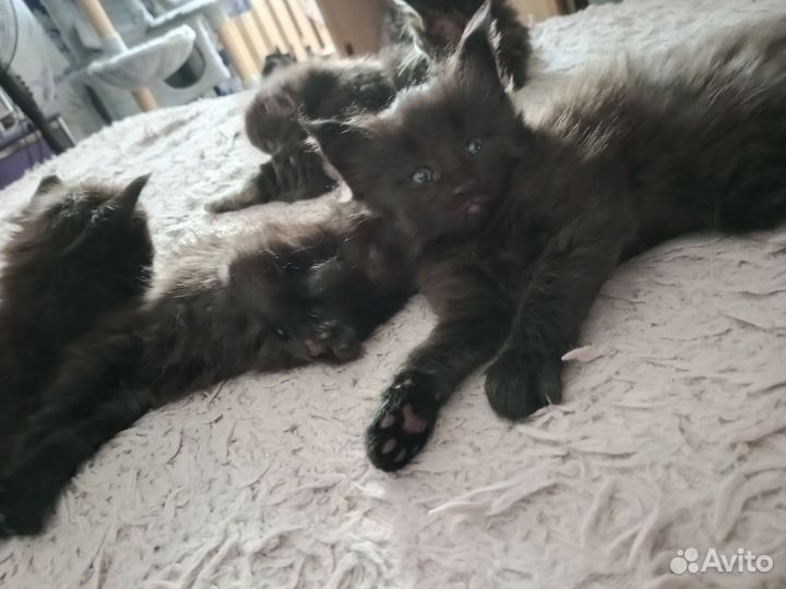 Котята мейн-кун чистокровные