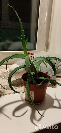 Алоэ лечебный