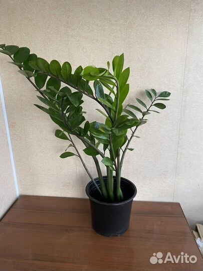 Комнатные растения