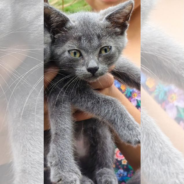 Котёнок в добрые руки
