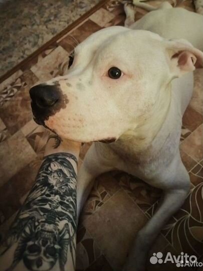 Питбуль ищет даму