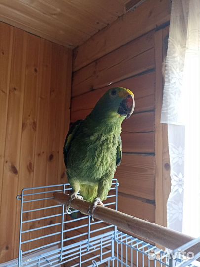 Попугай амазон