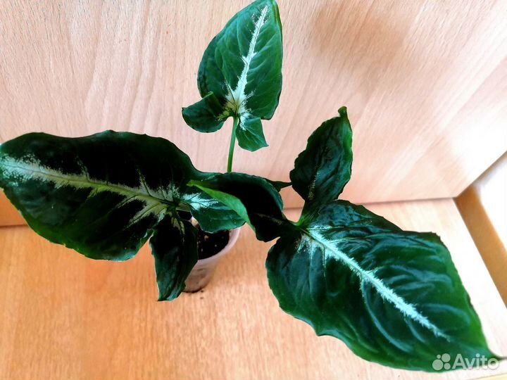 Сингониумы