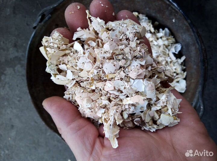 Скорлупа яичная