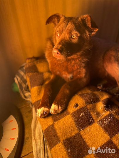 Кай ищет дом