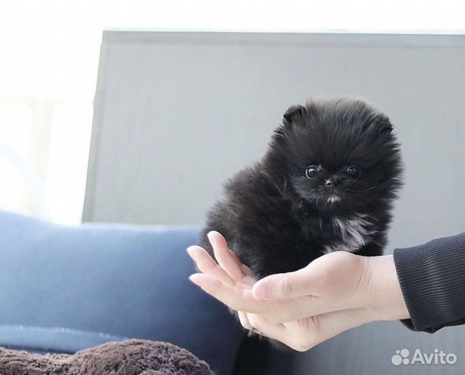 Черные мини мишки шпицы