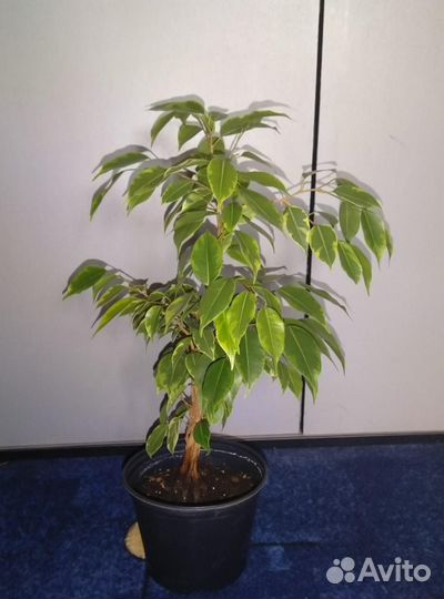 Фикус бенджамина Кинки