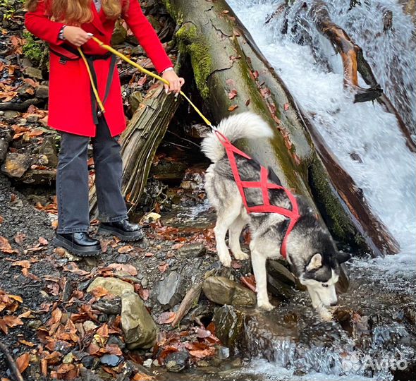 Выгул собак