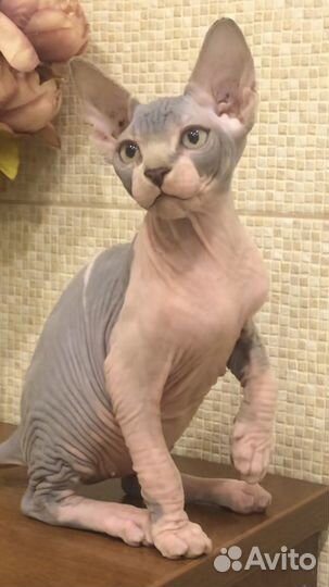 Канадский сфинкс котенок документами