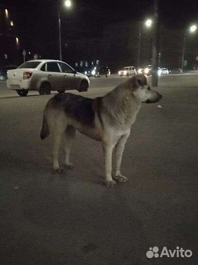 Собачка ищет дом