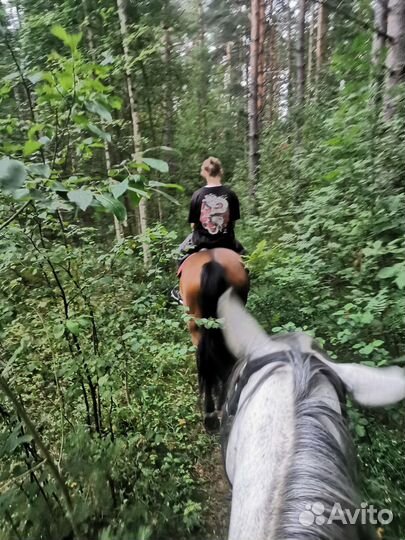 Обучение верховой езде