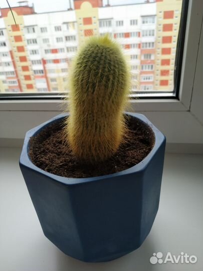 Комнатные цветы.Кактусы.Суккуленты