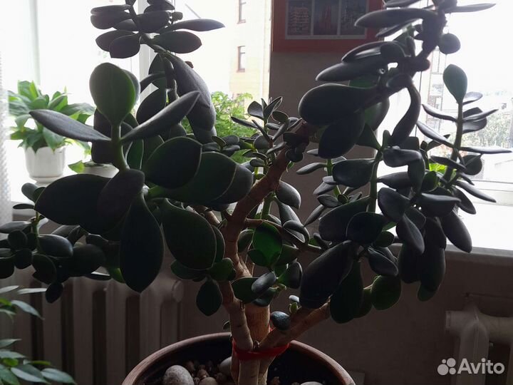 Толстянка- денежное дерево