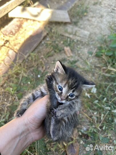 Кошка в дар