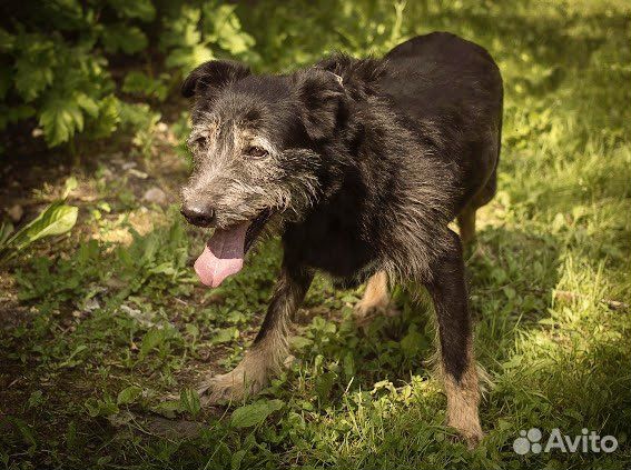 Бородатое чудо пёс Добик