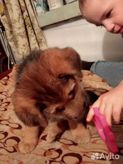 Щенок в ответственным и заботливым хозяевам