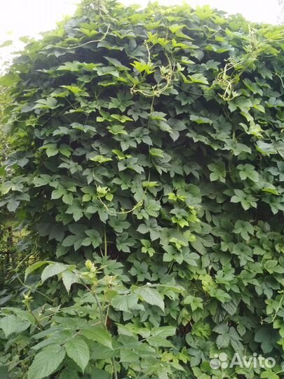 Хмель. шиповник. хоста. терн. пион. ежевика. вишня