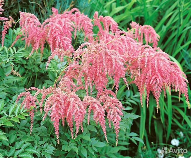 Многолетние цветы