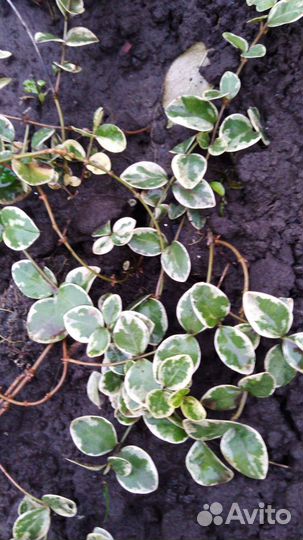 Цветы для сада