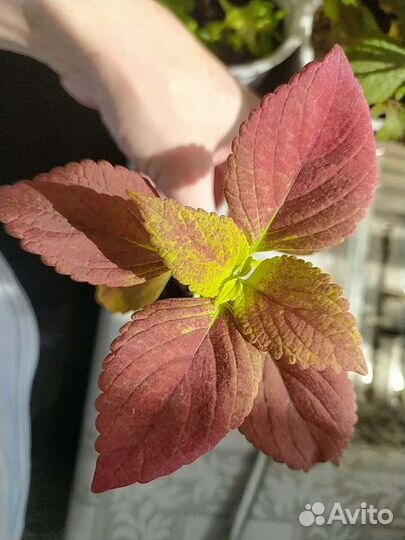 Отростки колеусов 20 видов