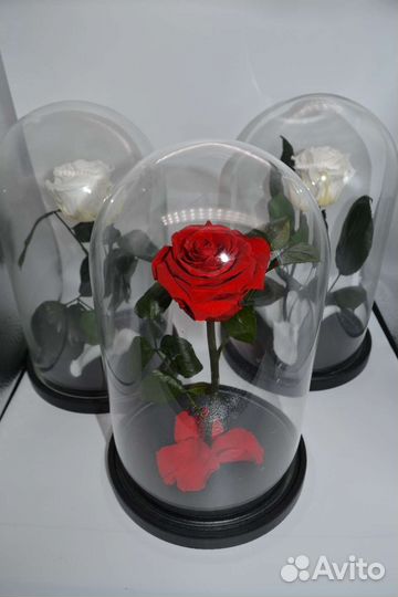 Вечная роза в колбе