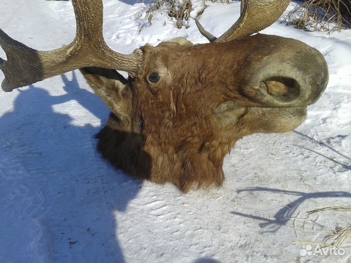 Чучело головы лося