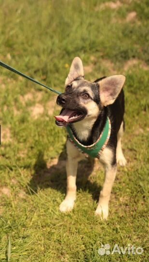 Щенки метис овчарки бесплатно