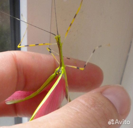 Малазийский палочник