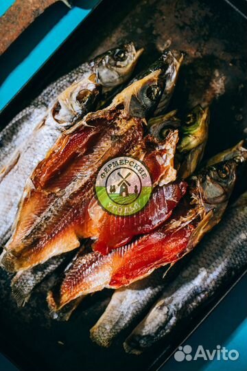 Рыба северная Язь Щука Щекур Мохтик Лещ Сырок