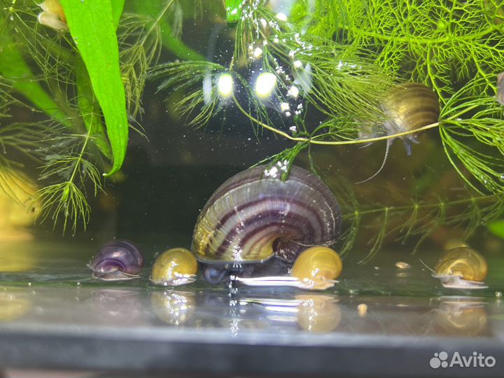 Улитки аквариумные ампулярии разноцветные