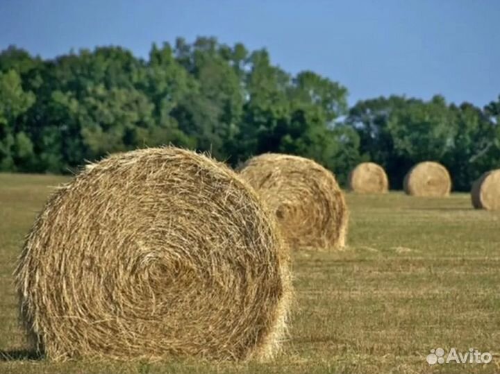 Сено в тюках