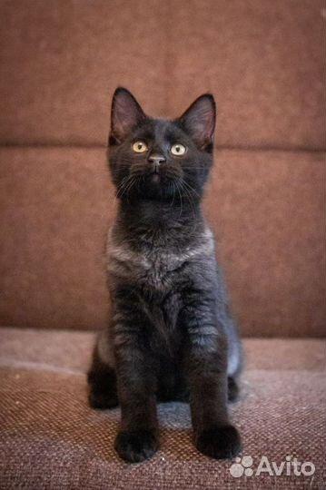 Кошка в дар