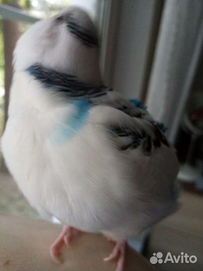 Передержка Птиц