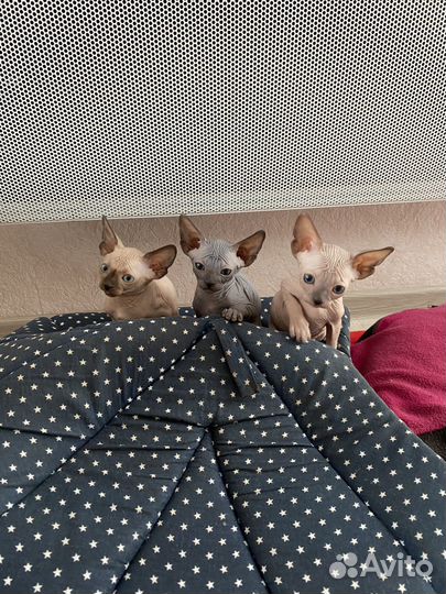 Канадский сфинкс