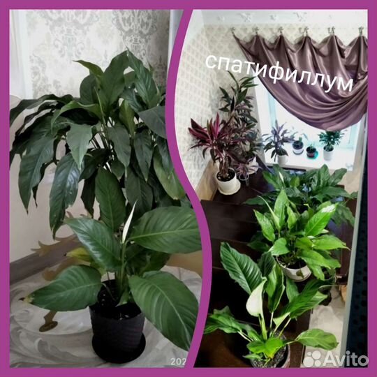 Комнатные растения