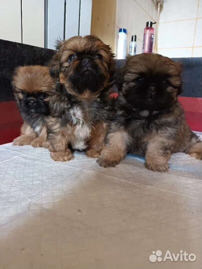 Щенки пекинеса