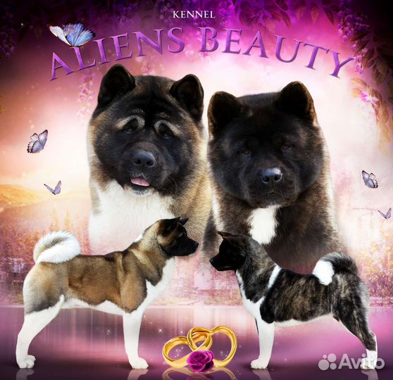 Щенки американской акиты