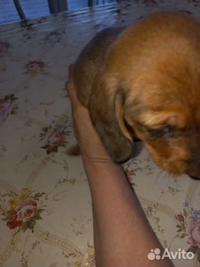 Мальчик.Карликовая такса