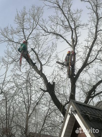 Удаление, спил, валка деревьев; дробление пней