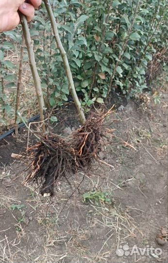 Подвой мм 106