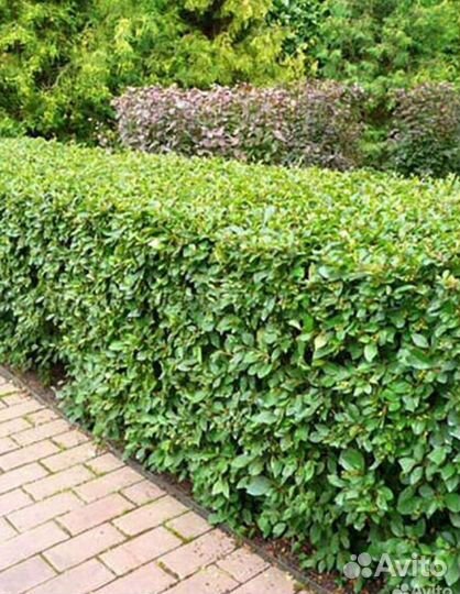 Кизильник блестящий