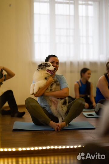 Йога со щенками Хабаровск