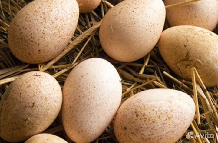 Яйца индюшки инкубационное